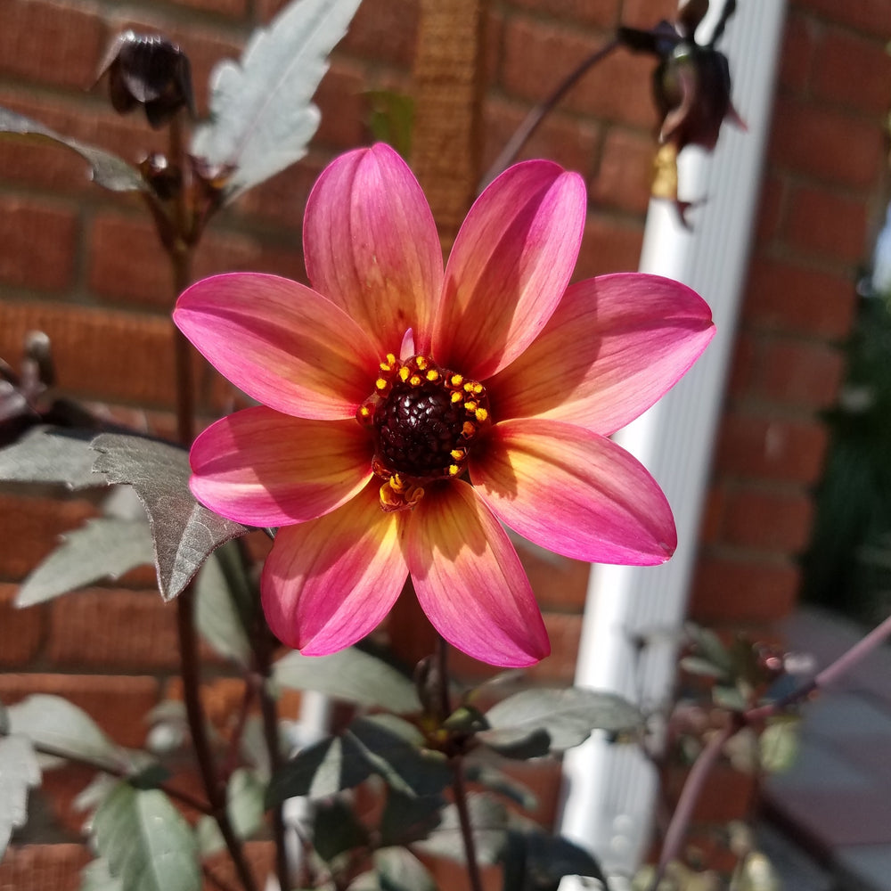 DAHLIA MYSTIC FANTASY