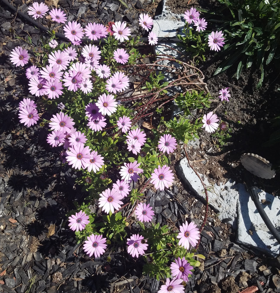 AFRICAN DAISY PURPLE CAPE MARGUERITE
