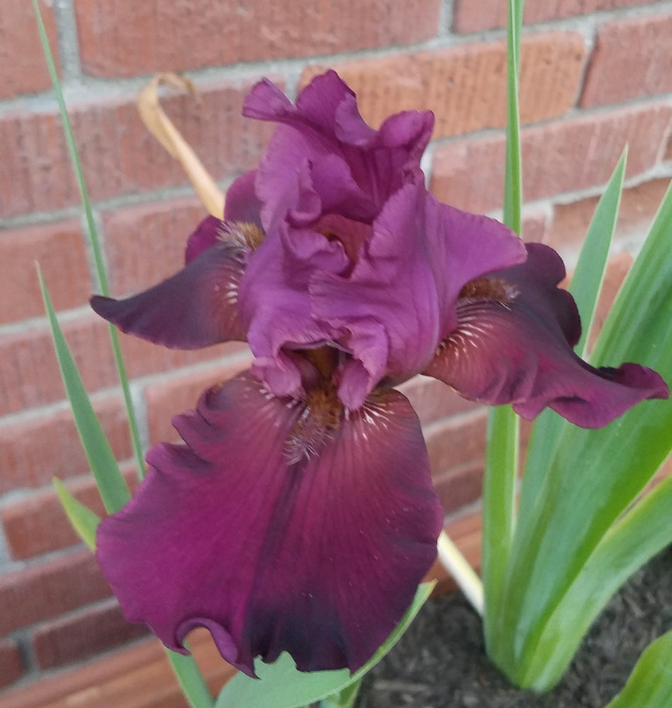 BURGUNDY TALL BEARDED IRIS