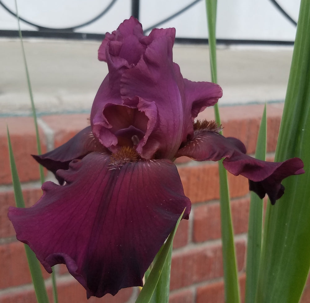 BURGUNDY TALL BEARDED IRIS