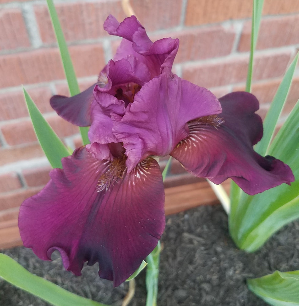 BURGUNDY TALL BEARDED IRIS