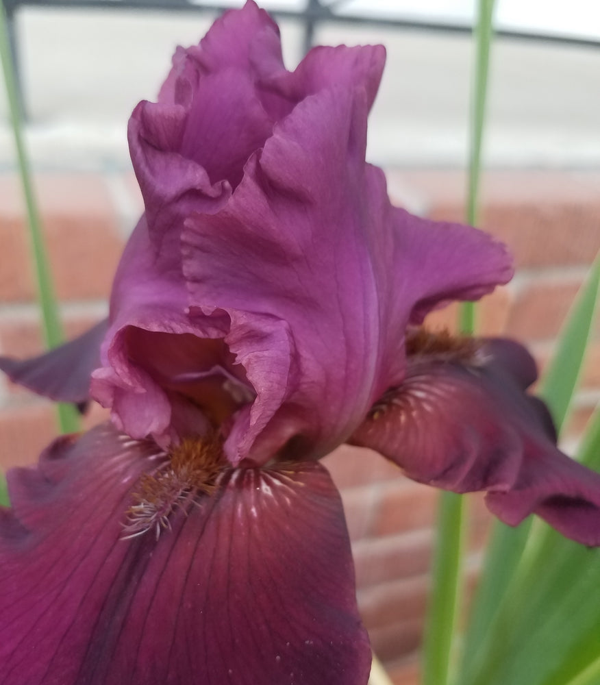 BURGUNDY TALL BEARDED IRIS