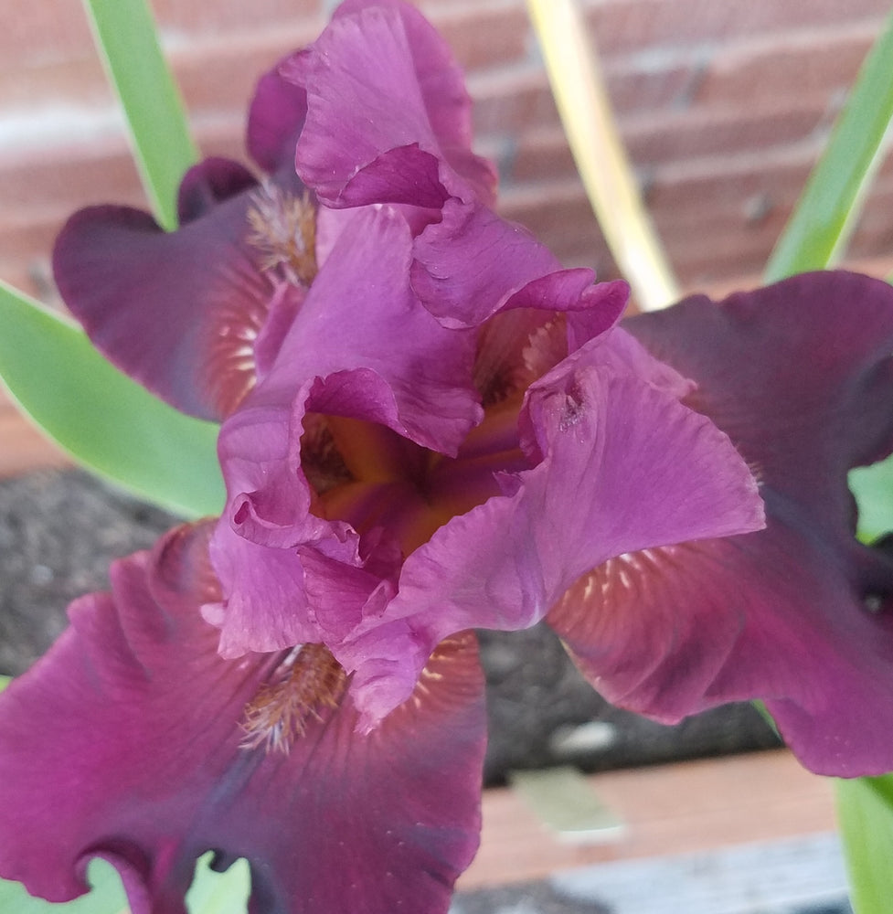 BURGUNDY TALL BEARDED IRIS