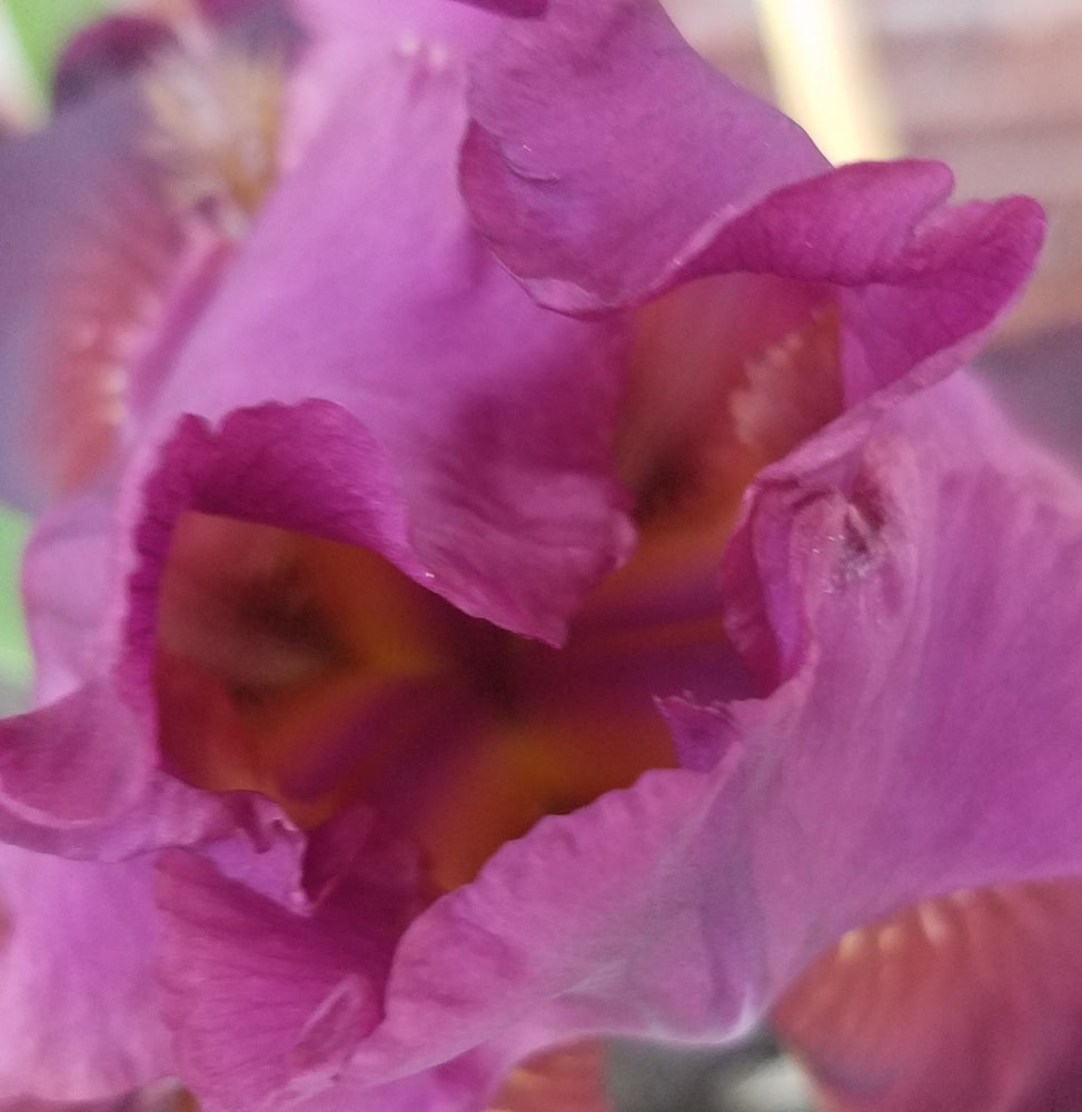 BURGUNDY TALL BEARDED IRIS
