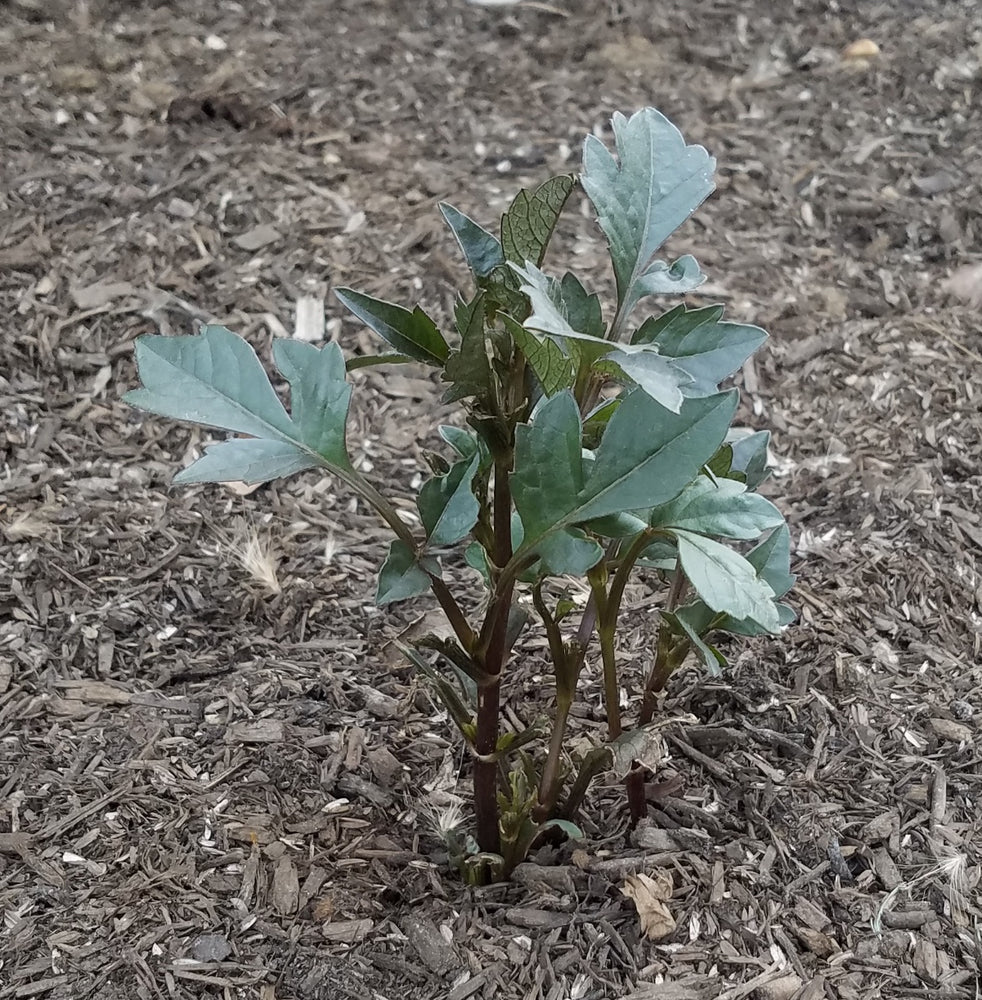 DAHLIA MYSTIC FANTASY