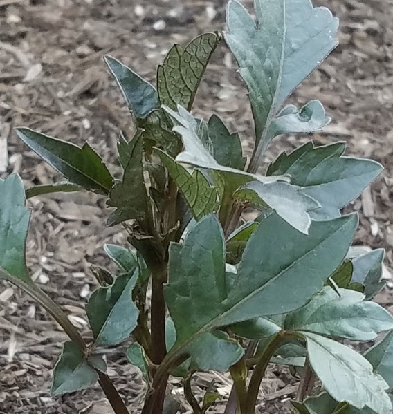 DAHLIA MYSTIC FANTASY