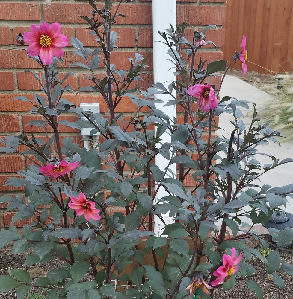 DAHLIA MYSTIC FANTASY