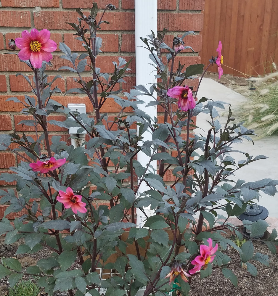 DAHLIA MYSTIC FANTASY