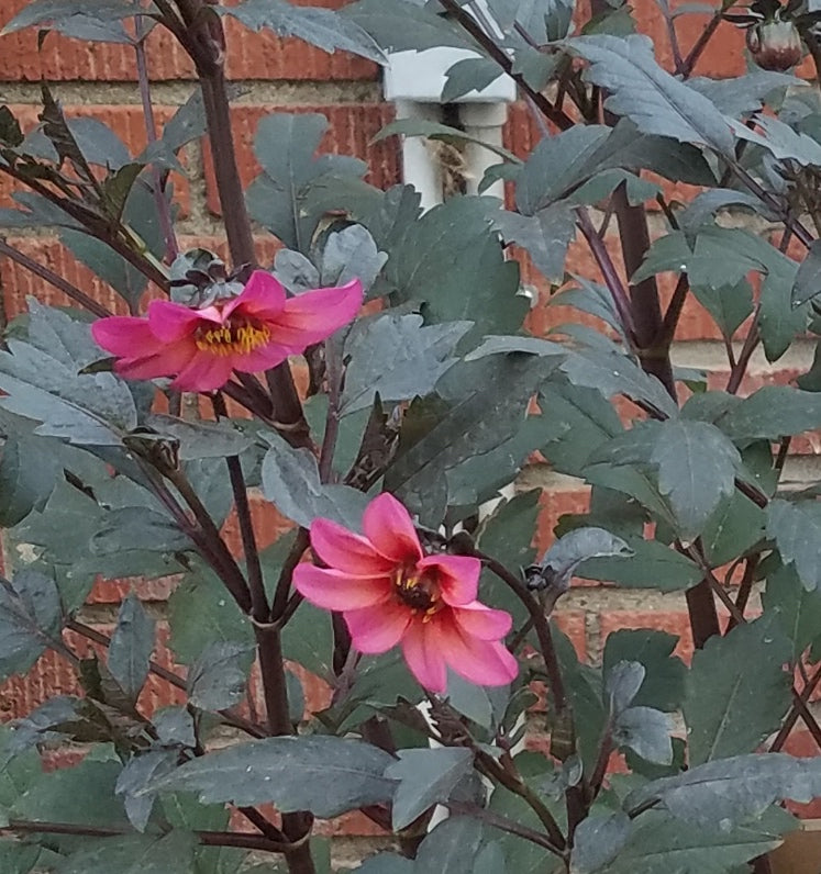 DAHLIA MYSTIC FANTASY