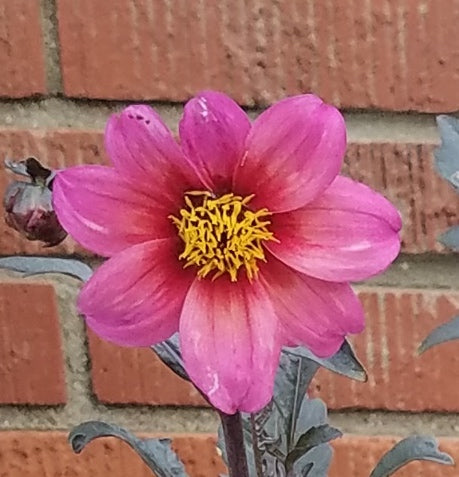 DAHLIA MYSTIC FANTASY