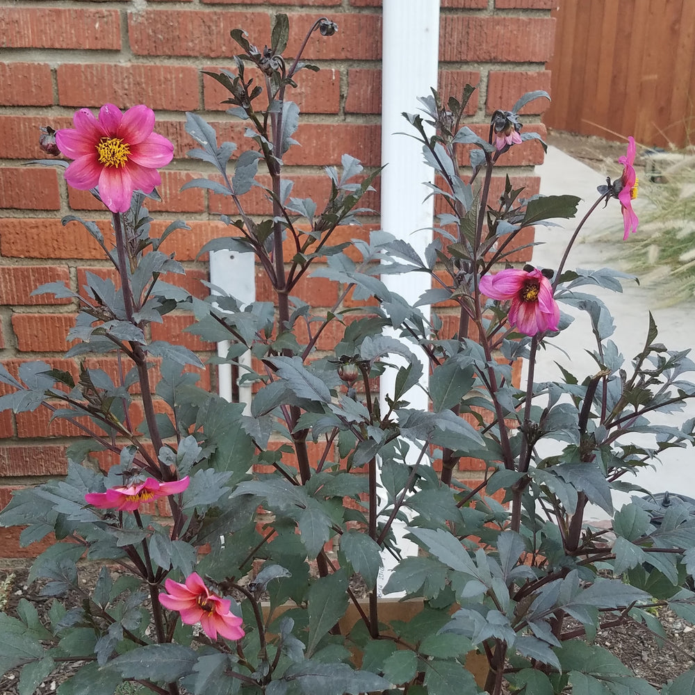 DAHLIA MYSTIC FANTASY