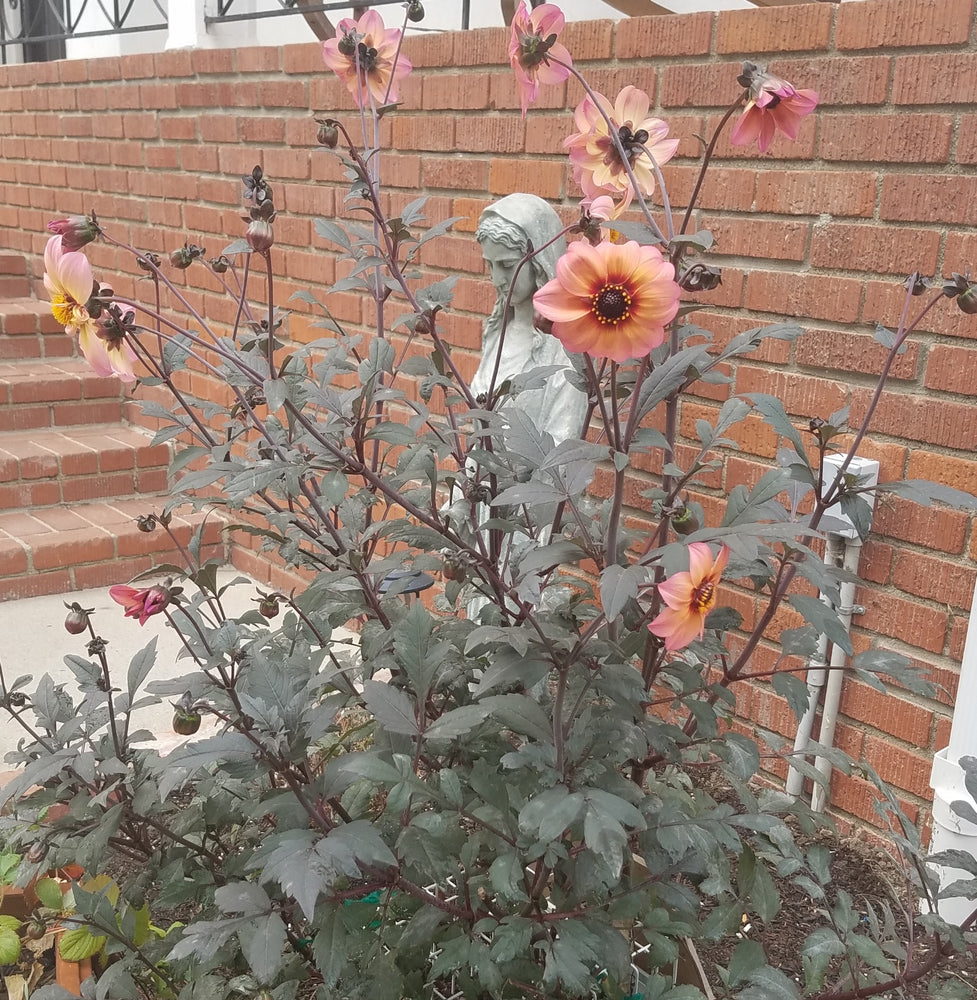 DAHLIA MYSTIC FANTASY