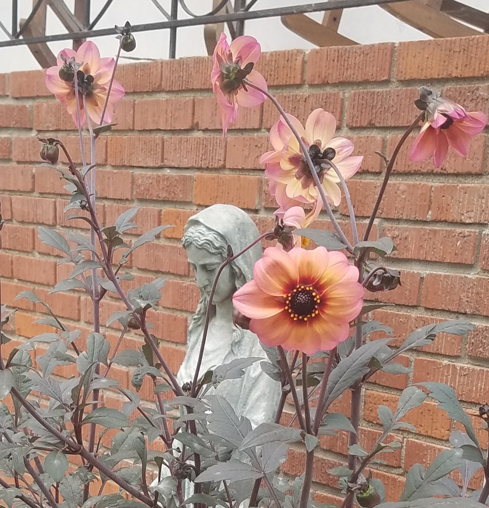 DAHLIA MYSTIC FANTASY