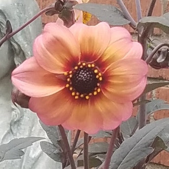 DAHLIA MYSTIC FANTASY