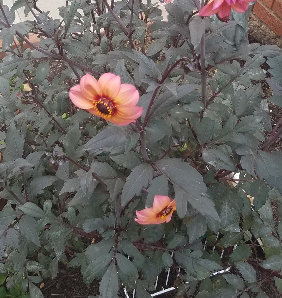 DAHLIA MYSTIC FANTASY