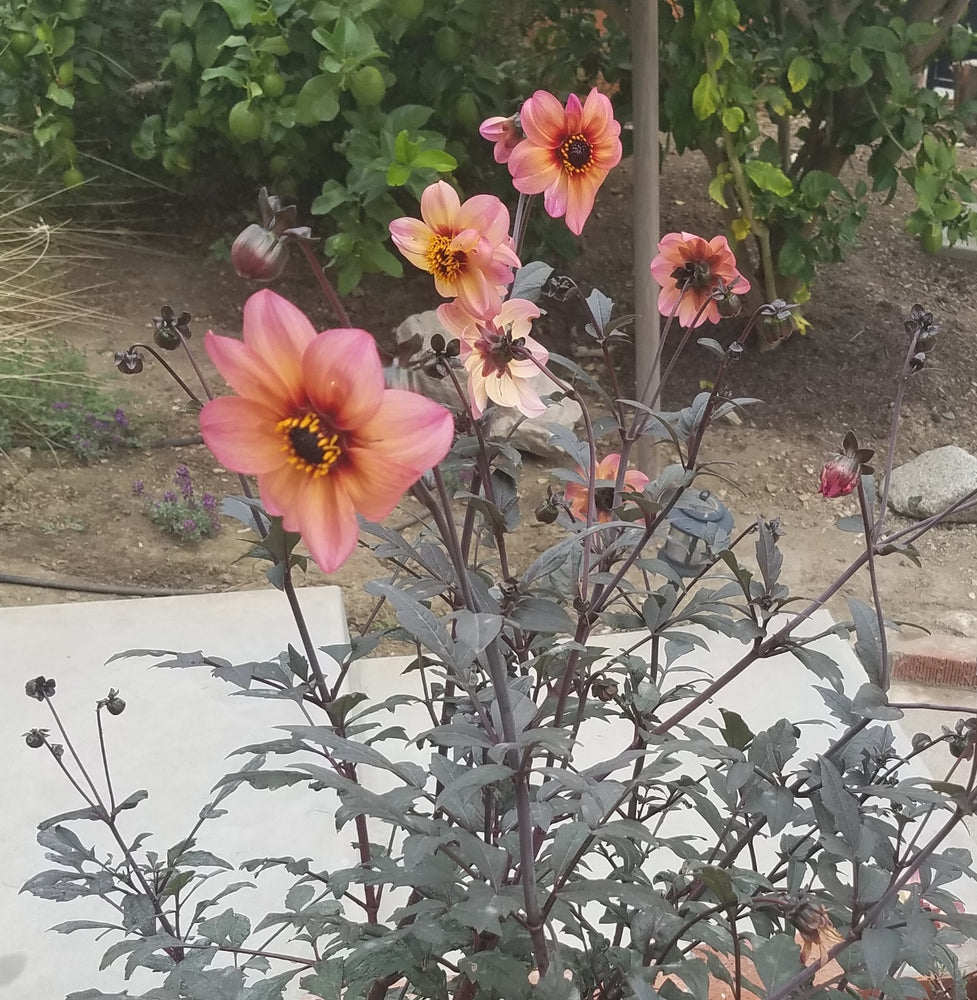 DAHLIA MYSTIC FANTASY