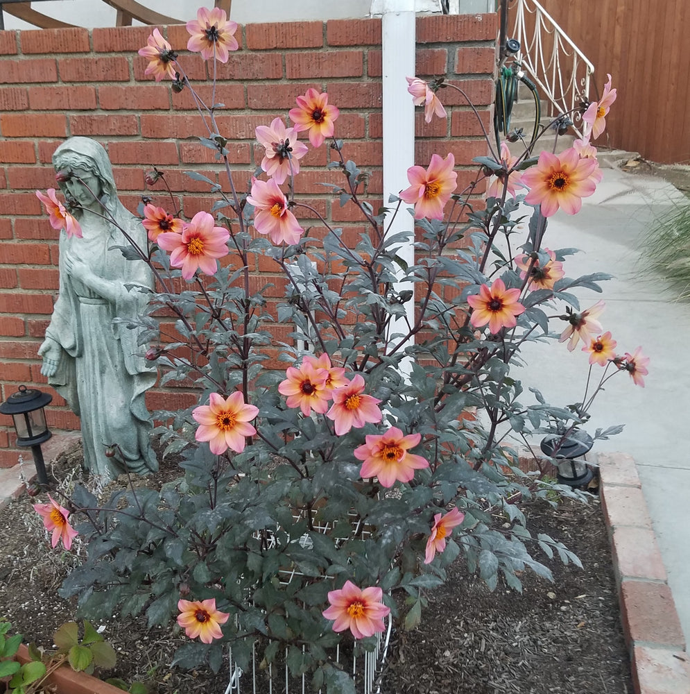 DAHLIA MYSTIC FANTASY