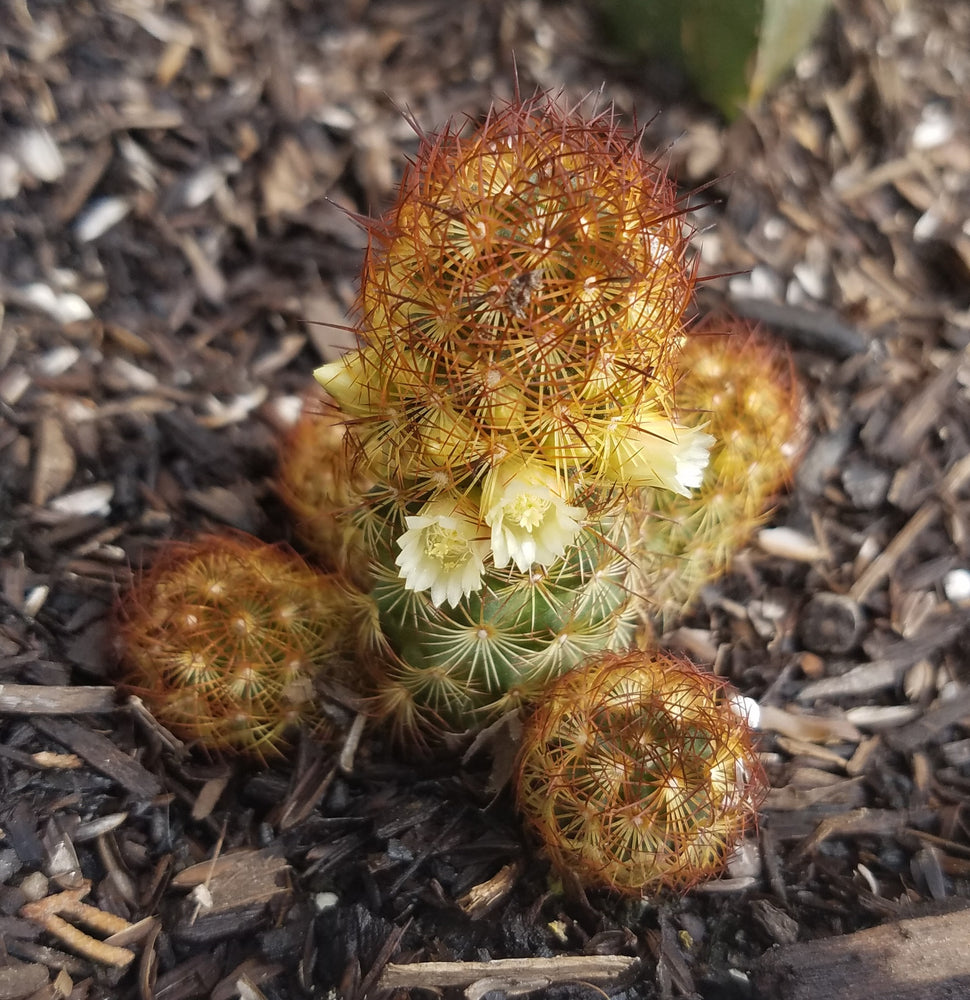 COPPER KING CACTUS