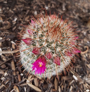 RED HEADED IRISHMAN CACTUS