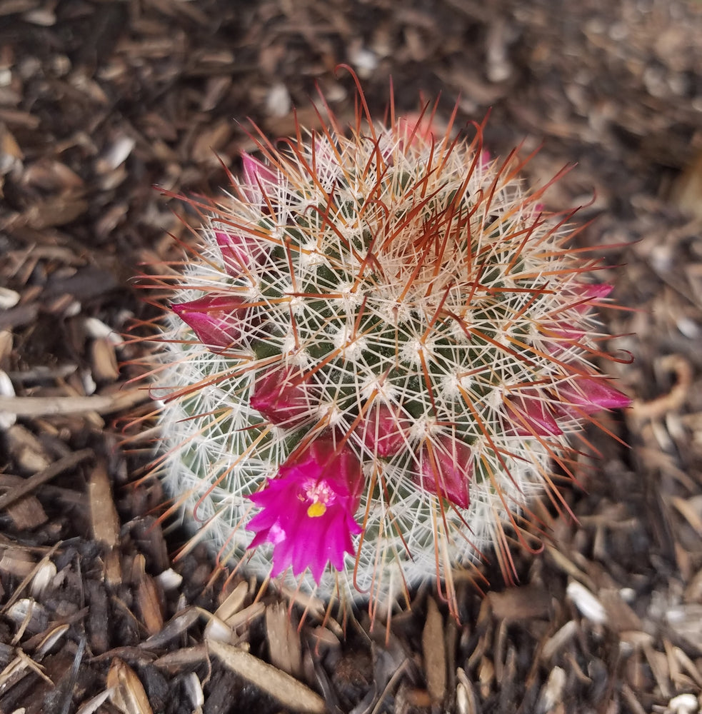 RED HEADED IRISHMAN CACTUS