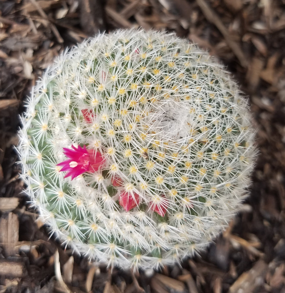 MAMMILLARIA ELEGANS CACTUS