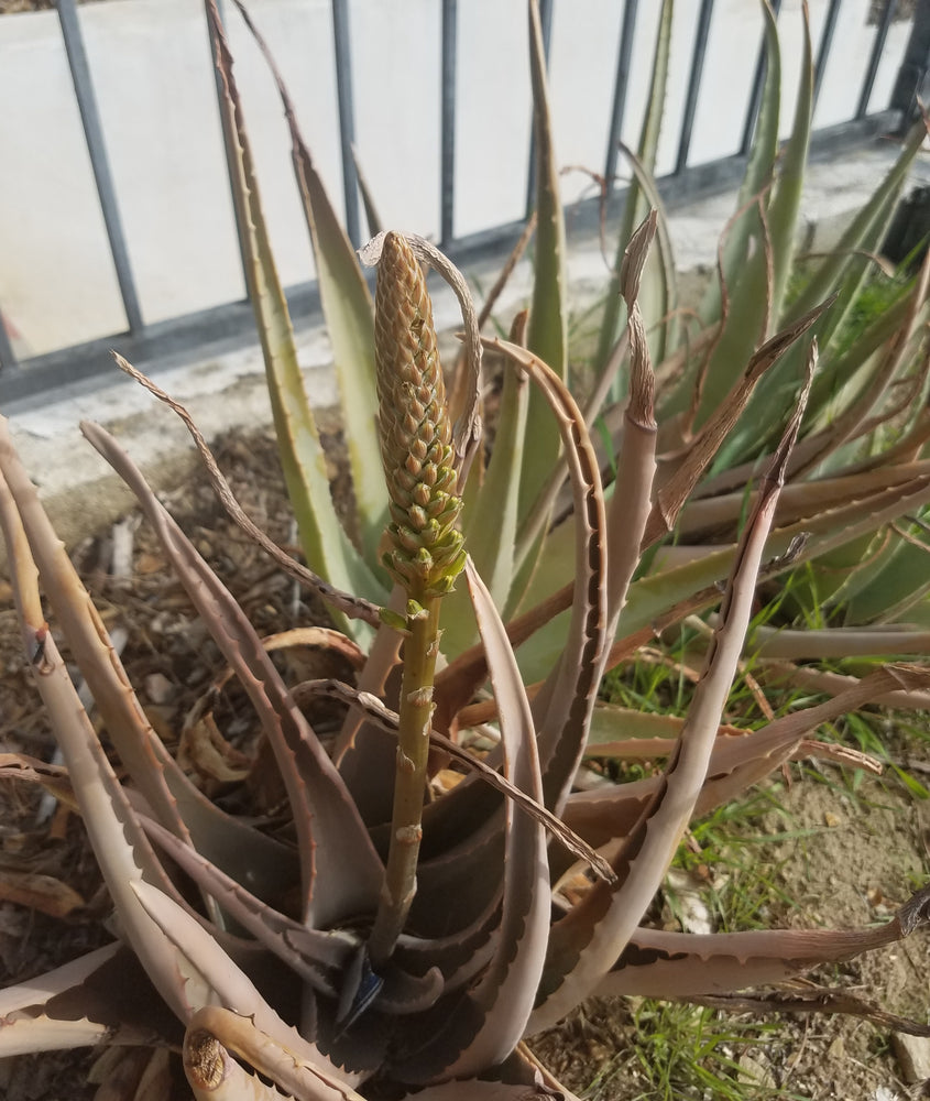 ALOE VERA