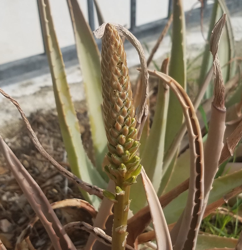 ALOE VERA