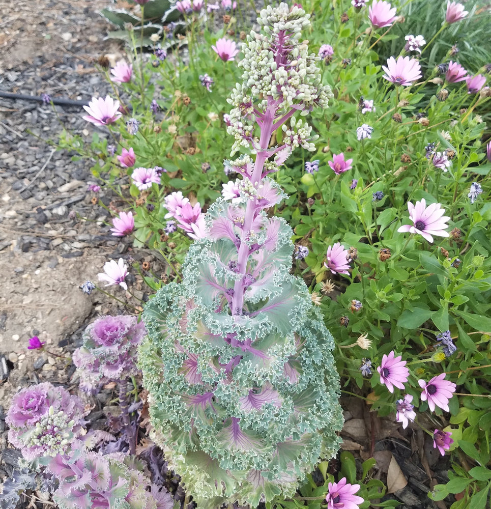 ORNAMENTAL CABBAGE PURPLE
