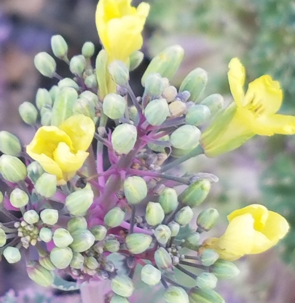 ORNAMENTAL CABBAGE PURPLE