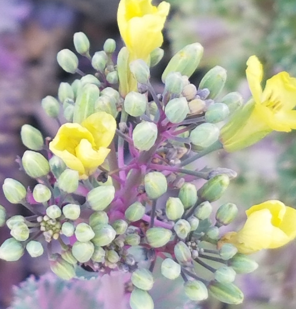 ORNAMENTAL CABBAGE PURPLE
