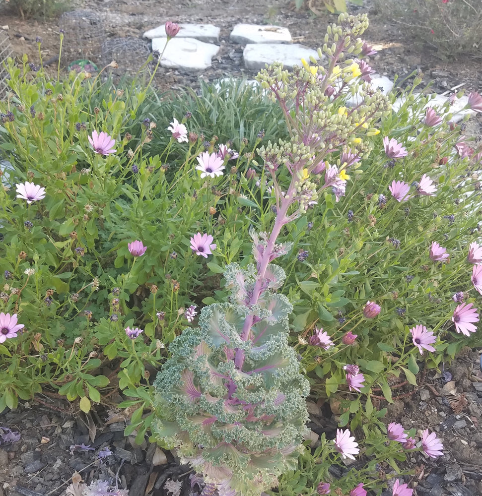 ORNAMENTAL CABBAGE PURPLE