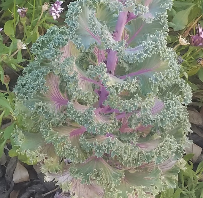 ORNAMENTAL CABBAGE PURPLE