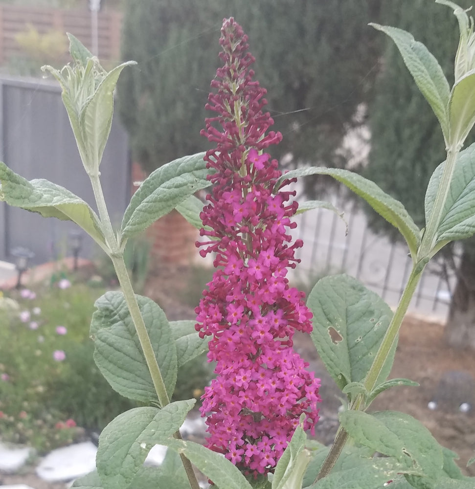 BUDDLEIA MISS MOLLY BUTTERFLY BUSH