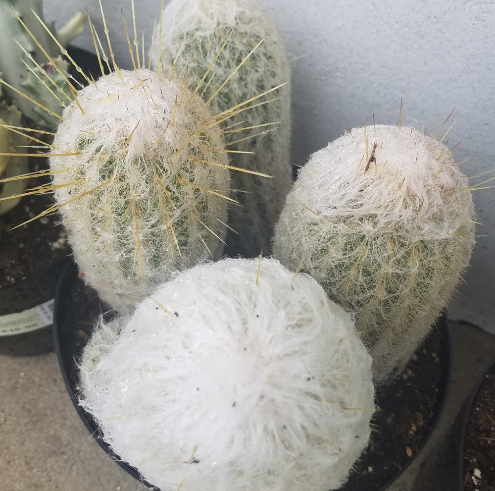 OLD MAN CACTUS