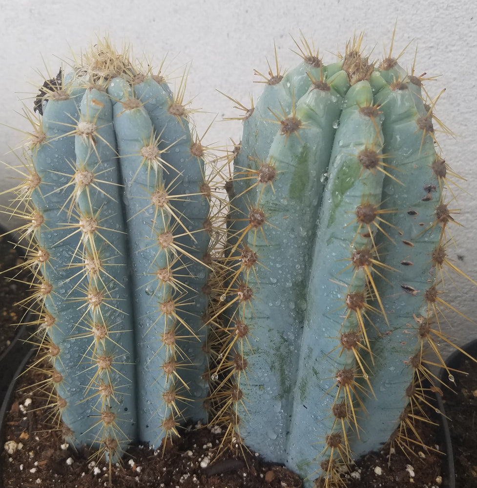 BLUE TORCH CACTUS