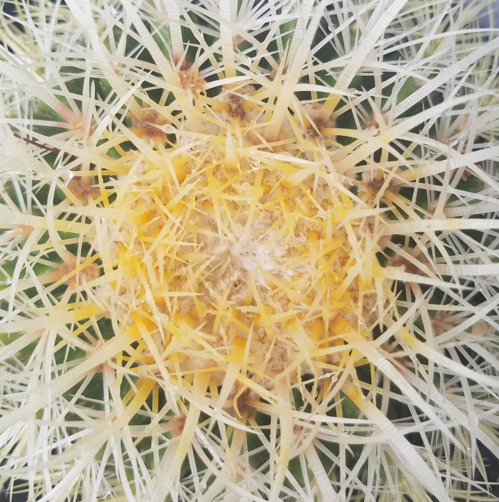 GOLDEN BARREL CACTUS