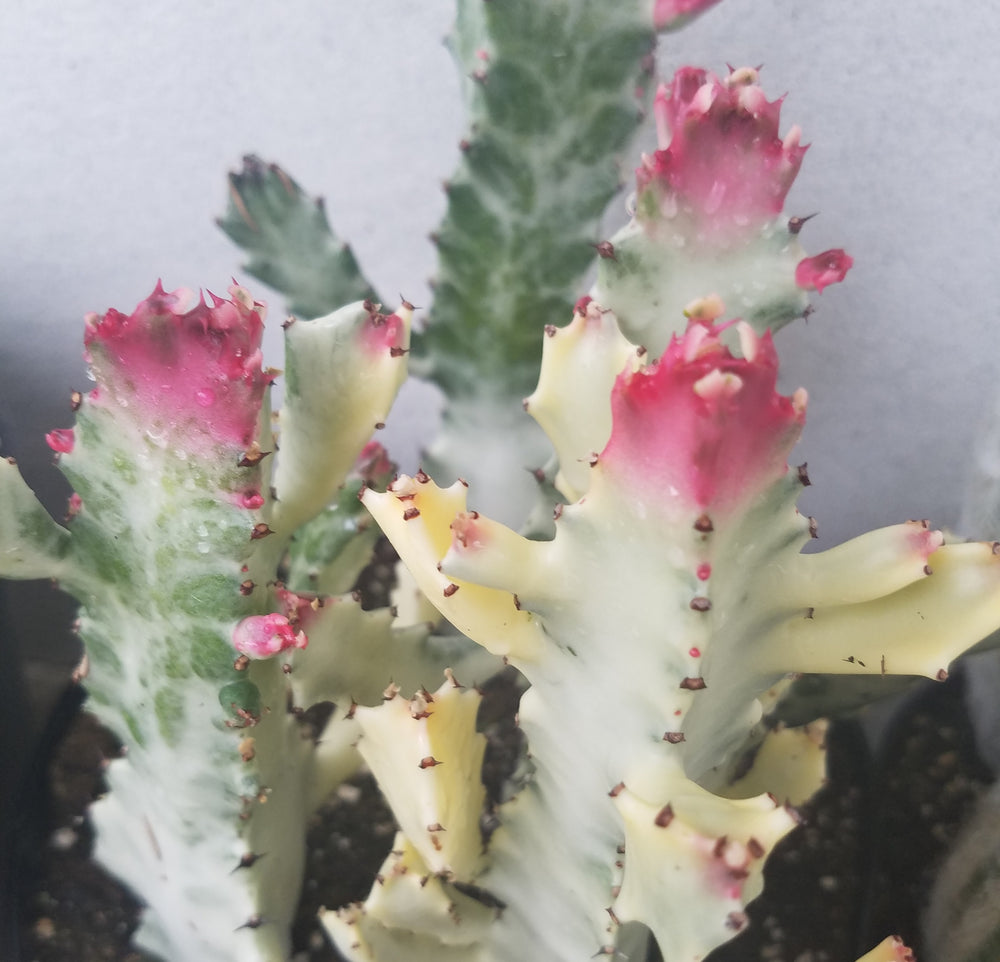 DRAGON BONES TREE CACTUS