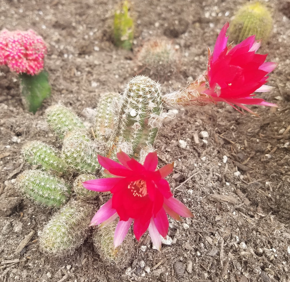 ROSE QUARTZ PEANUT CACTUS