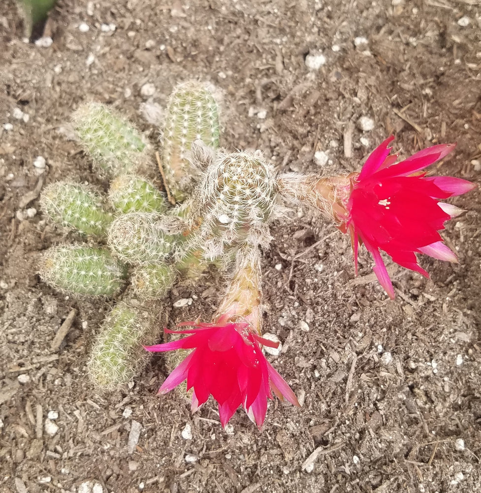 ROSE QUARTZ PEANUT CACTUS