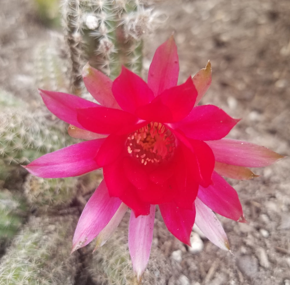 ROSE QUARTZ PEANUT CACTUS