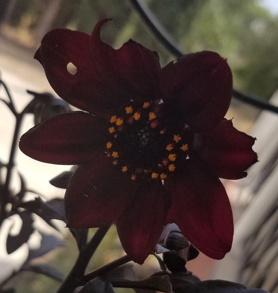 DAHLIA BURGUNDY FUCHSIA