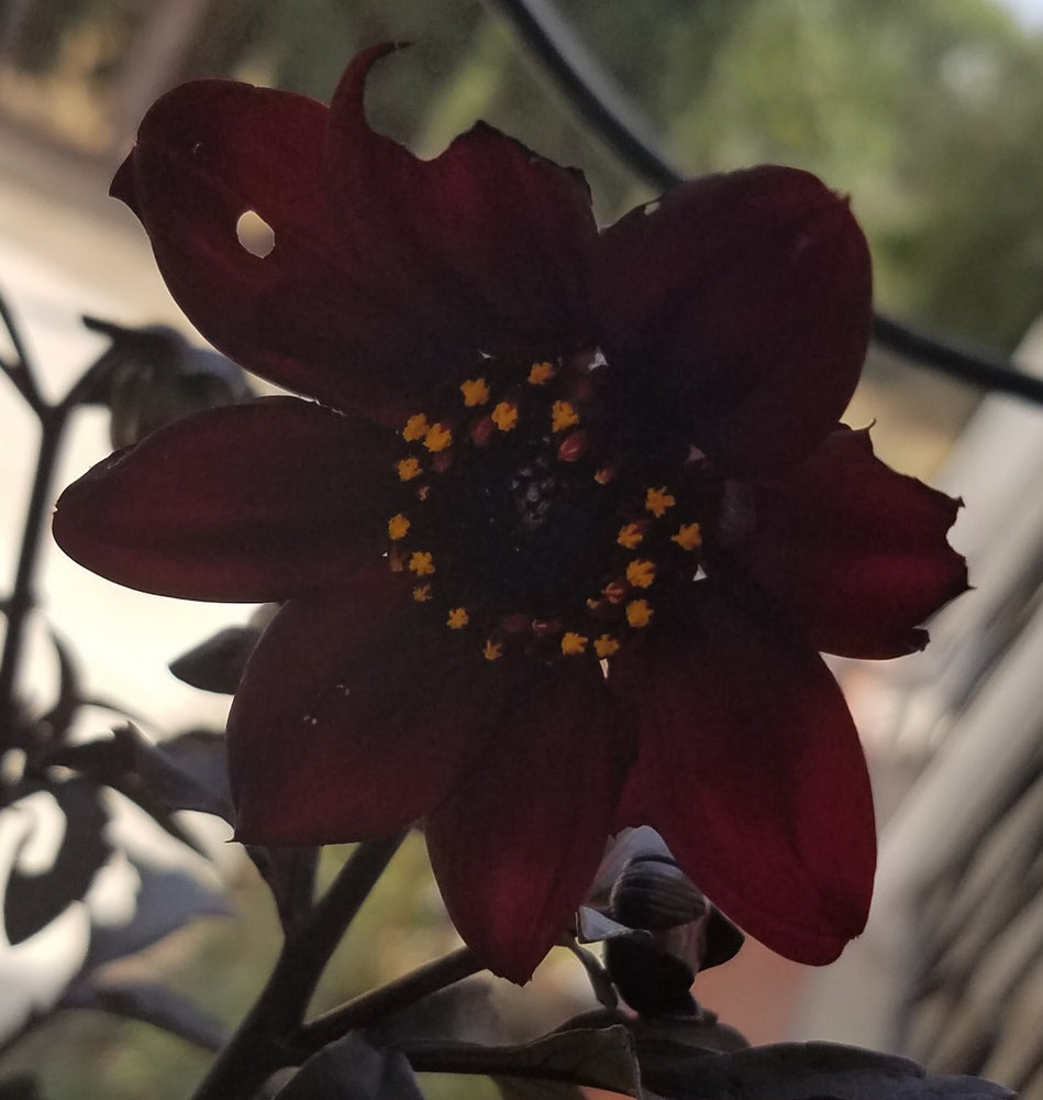 DAHLIA BURGUNDY FUCHSIA