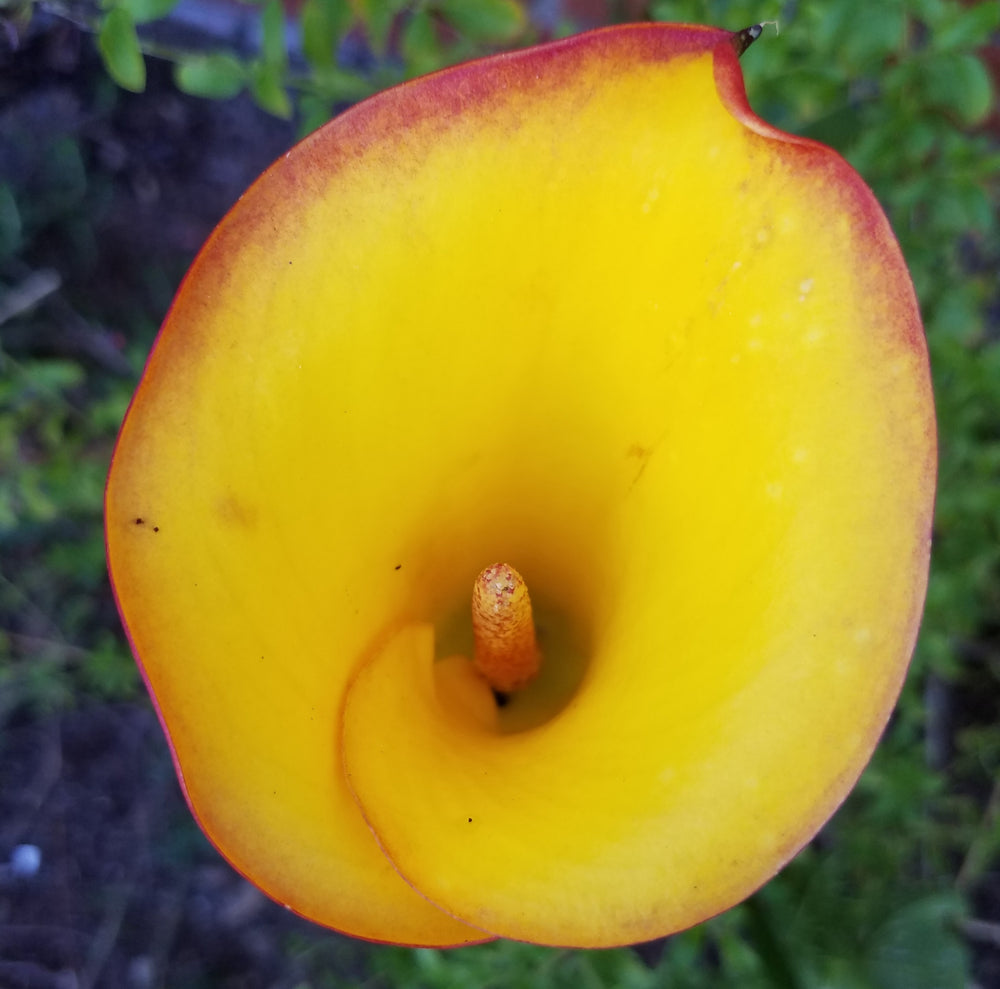 CALLA LILY FLAME