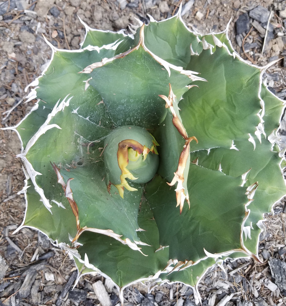 AGAVE