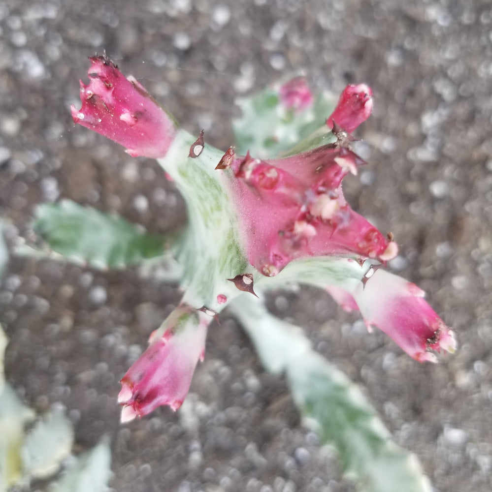 DRAGON BONES TREE CACTUS