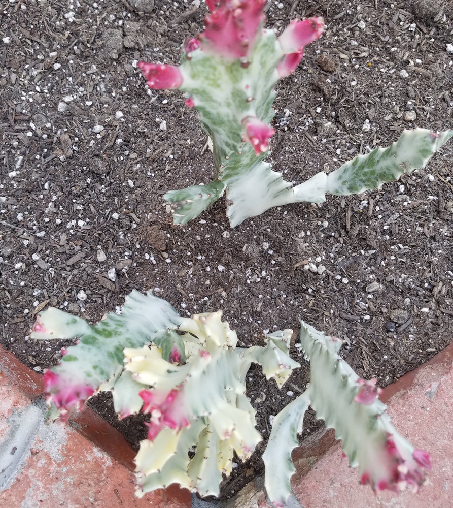 DRAGON BONES TREE CACTUS