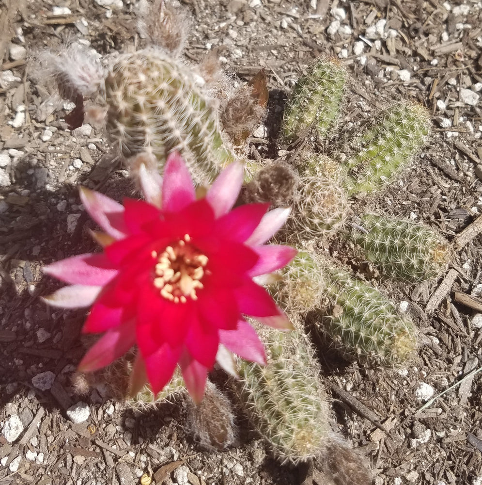 ROSE QUARTZ PEANUT CACTUS