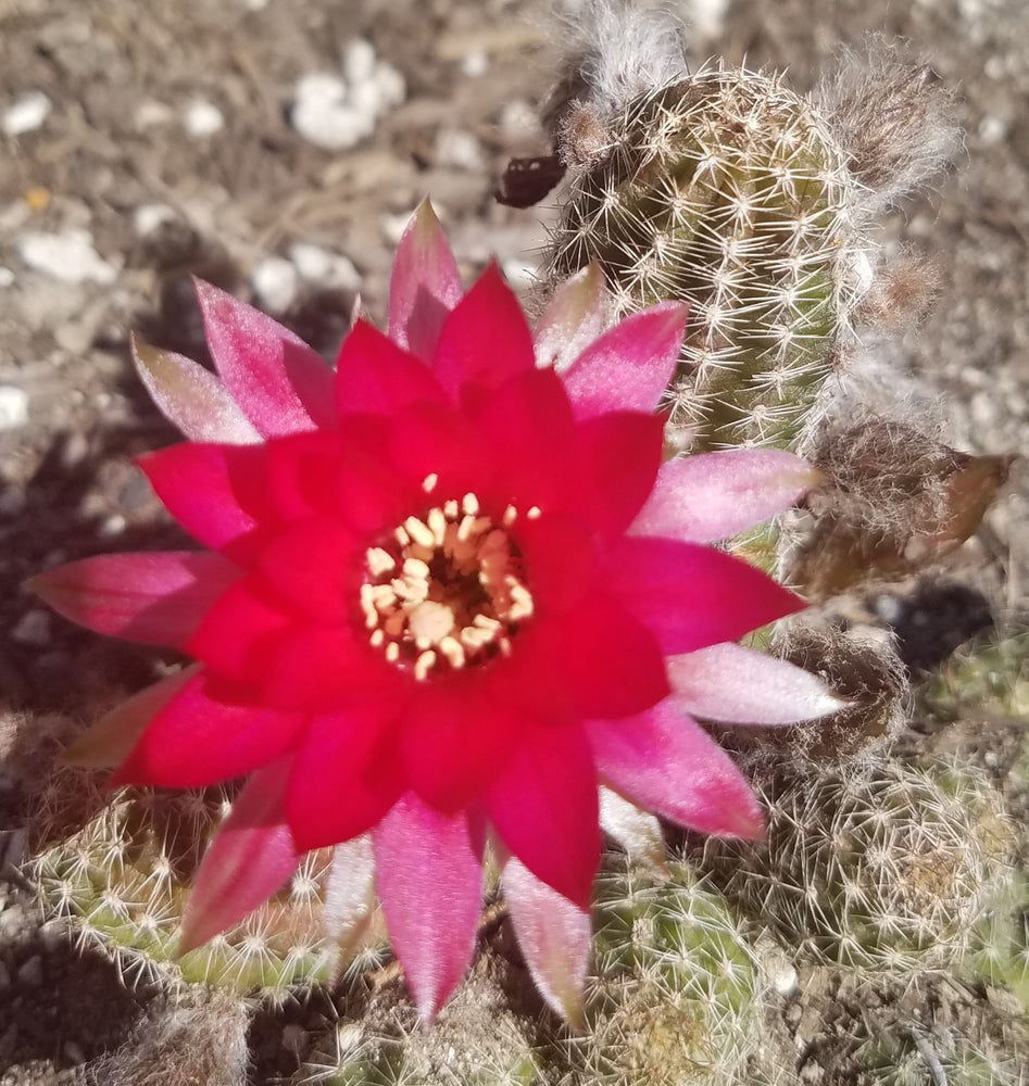ROSE QUARTZ PEANUT CACTUS