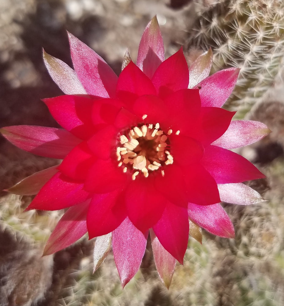 ROSE QUARTZ PEANUT CACTUS