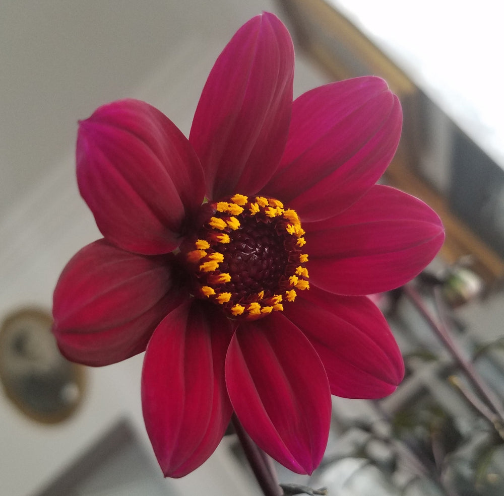 DAHLIA BURGUNDY FUCHSIA